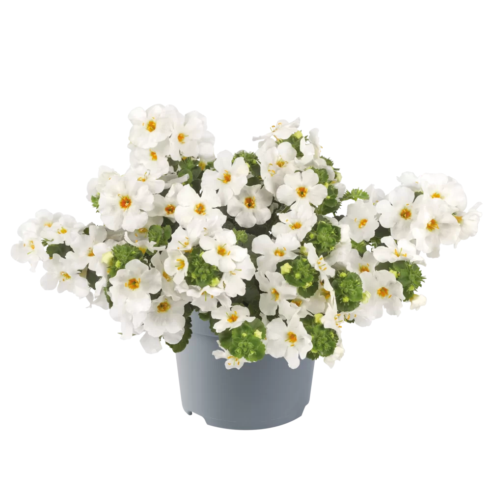 Sutera diffusus MegaCopa™ White