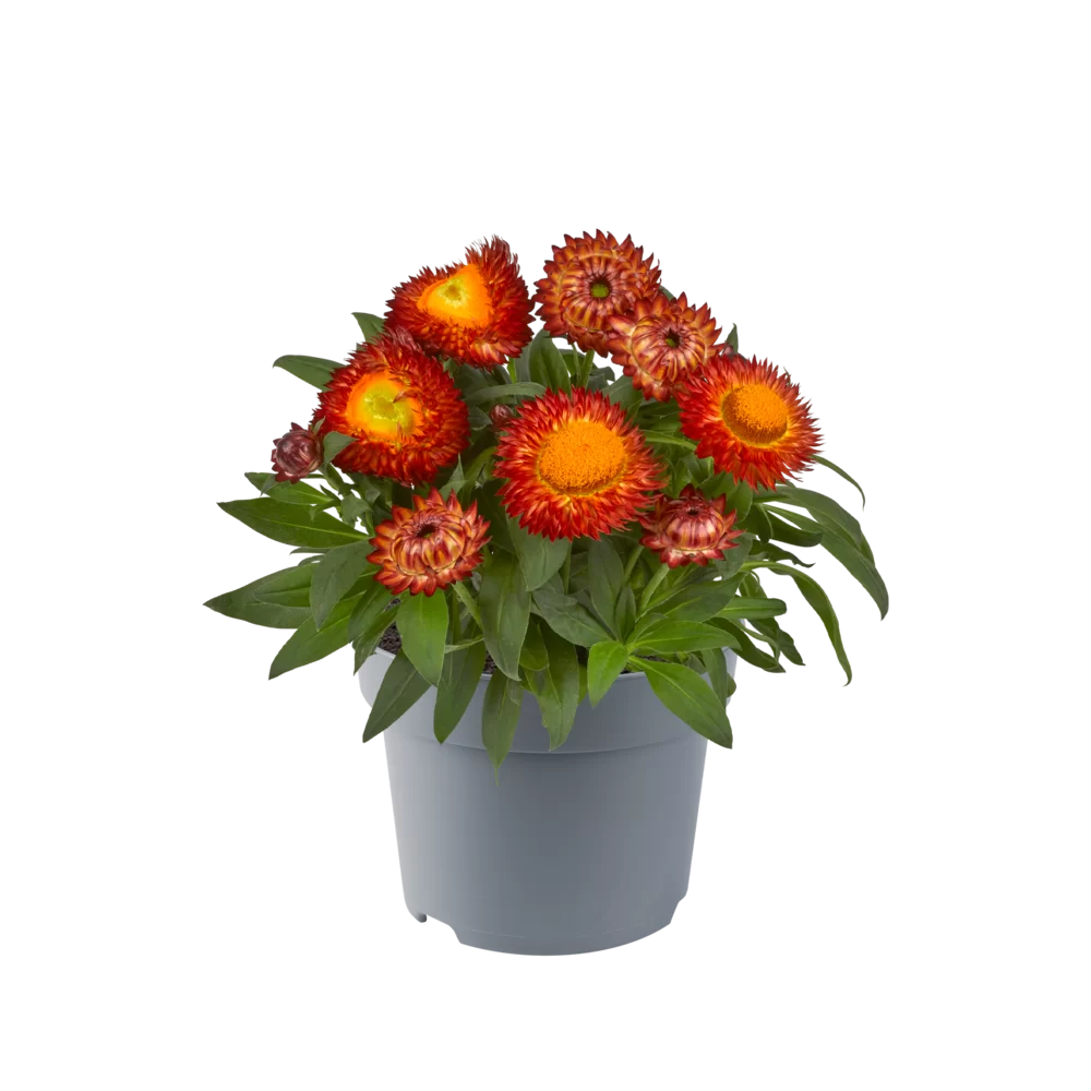venus trap fly plant Dente Venus Fly Trap Carnivorous Plant main image 1