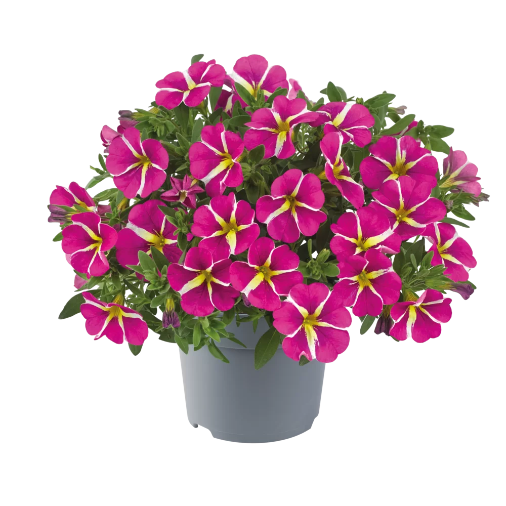 Calibrachoa parviflora Cabaret® Early Pink Star