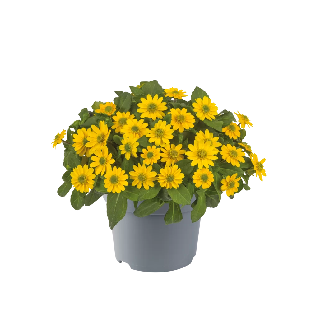 Sanvitalia speciosa Sun Vitalia® Compact Yellow