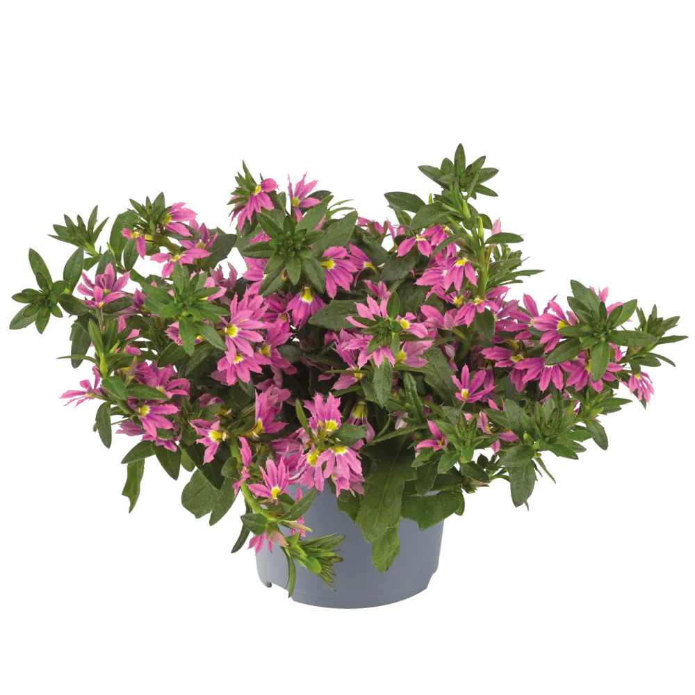 Scaevola aemula Surdiva® Fashion Pink Impr.