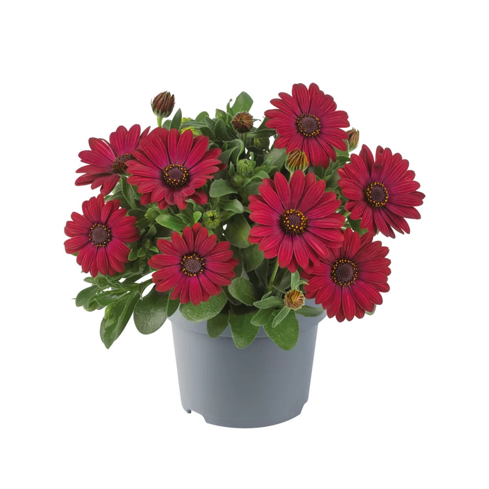 Osteospermum ecklonis Dalina® Red