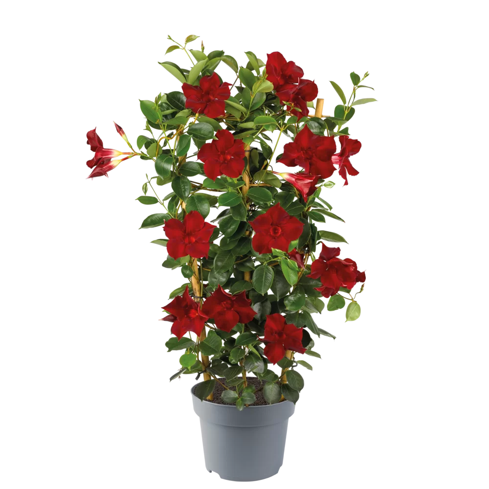 Mandevilla sanderi - Opal - Burgundy impr.