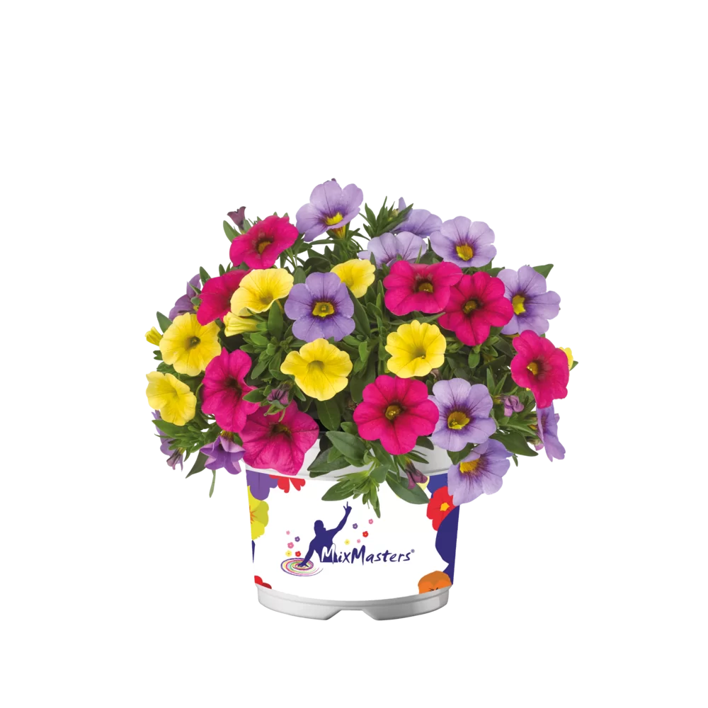 Calibrachoa parviflora Cabaret® Compact MixMasters® Rumba