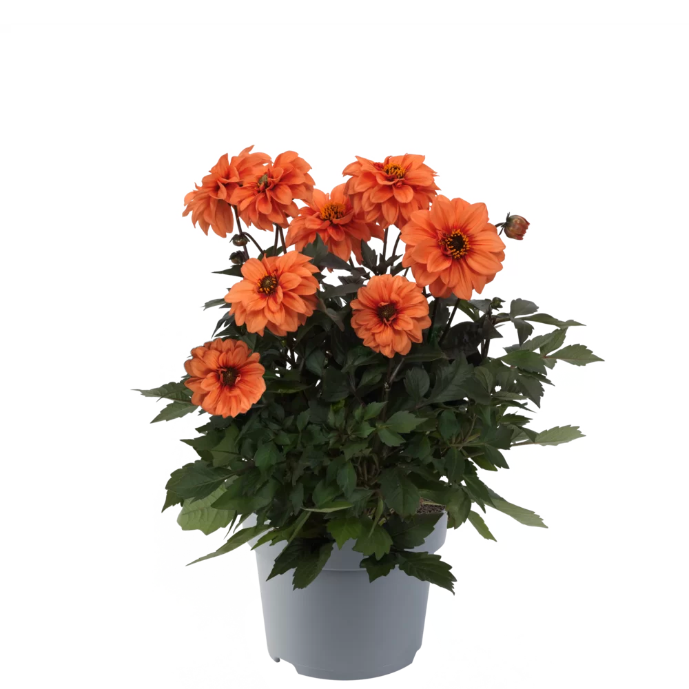 Dahlia coccinea Maxi Noir Orange