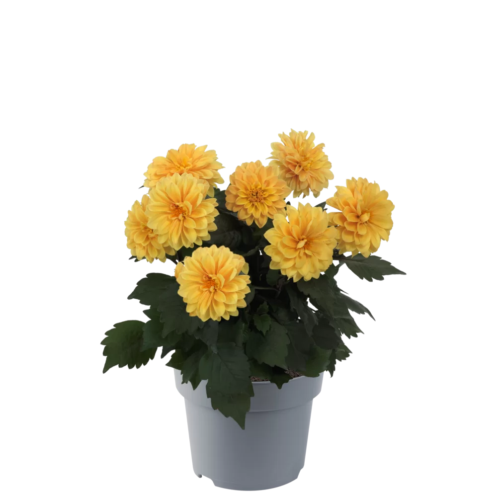 Dahlia coccinea Maxi Noir Golden Yellow