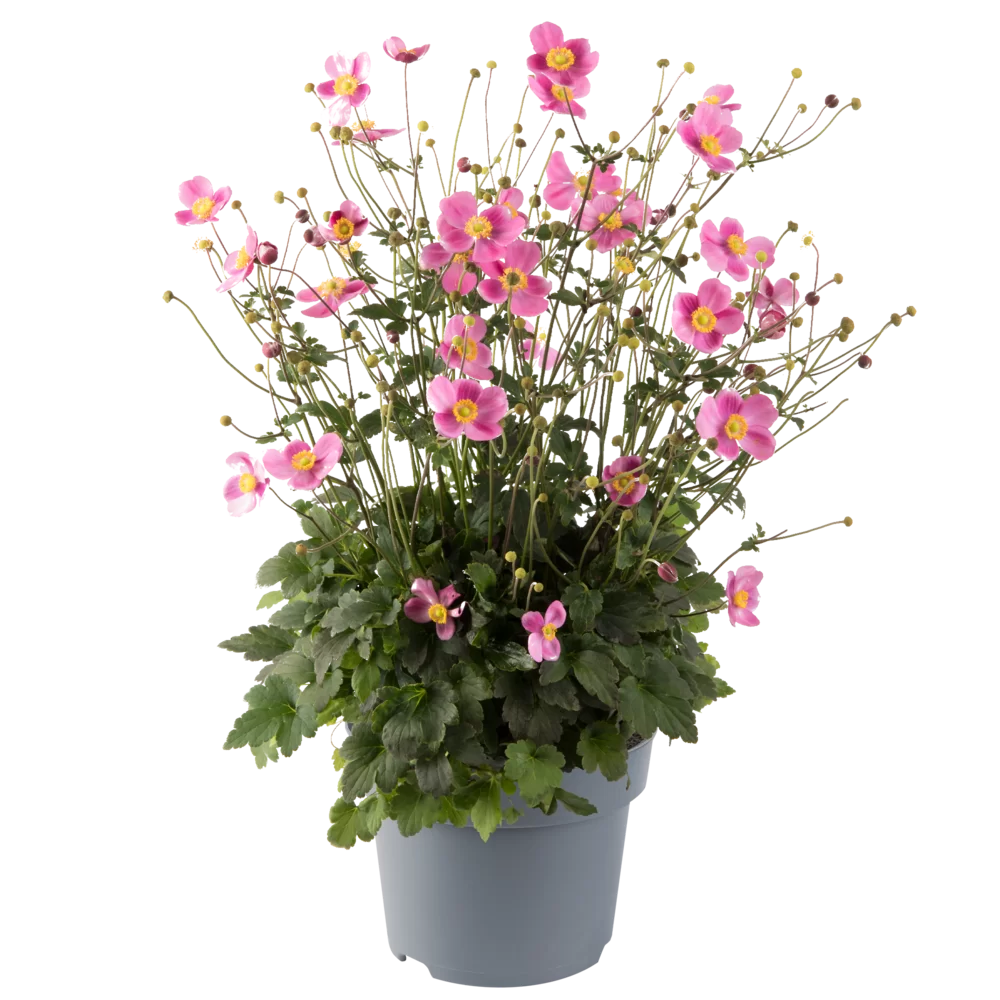 Anemone hupehensis Emmy Bicolour