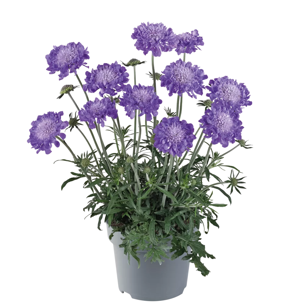 Scabiosa columbaria Atalanta® Blue compact