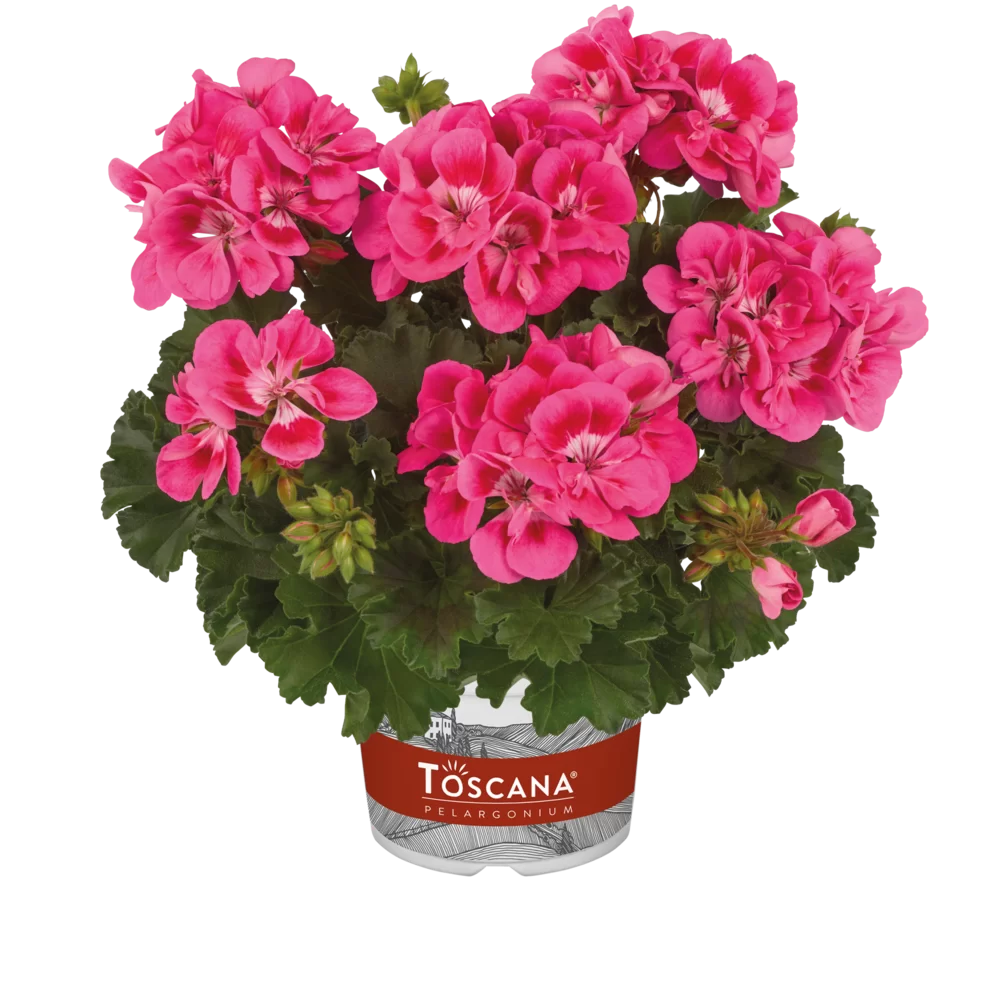 Pelargonium zonale Dolce Vita Helene