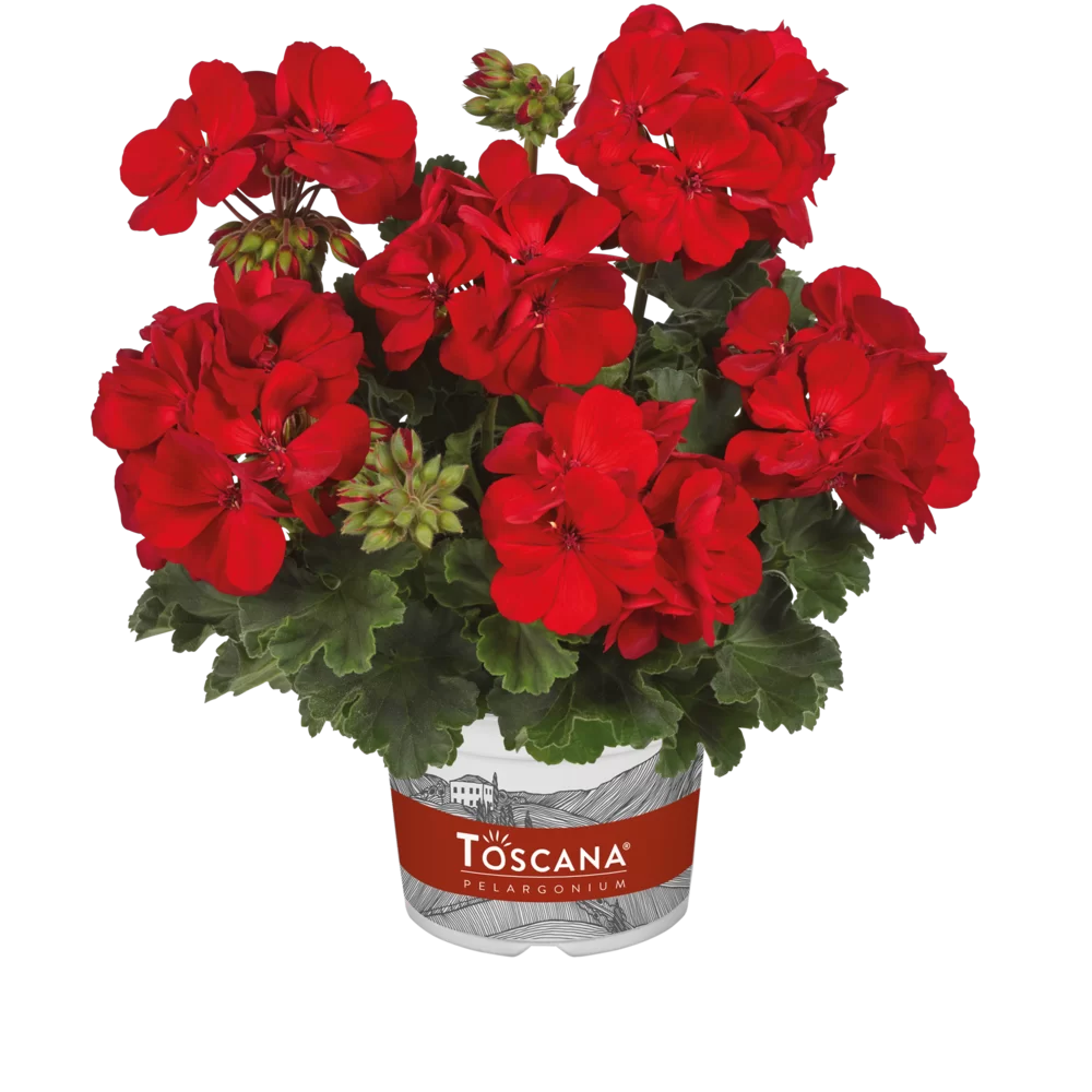Pelargonium zonale Castello Robiene