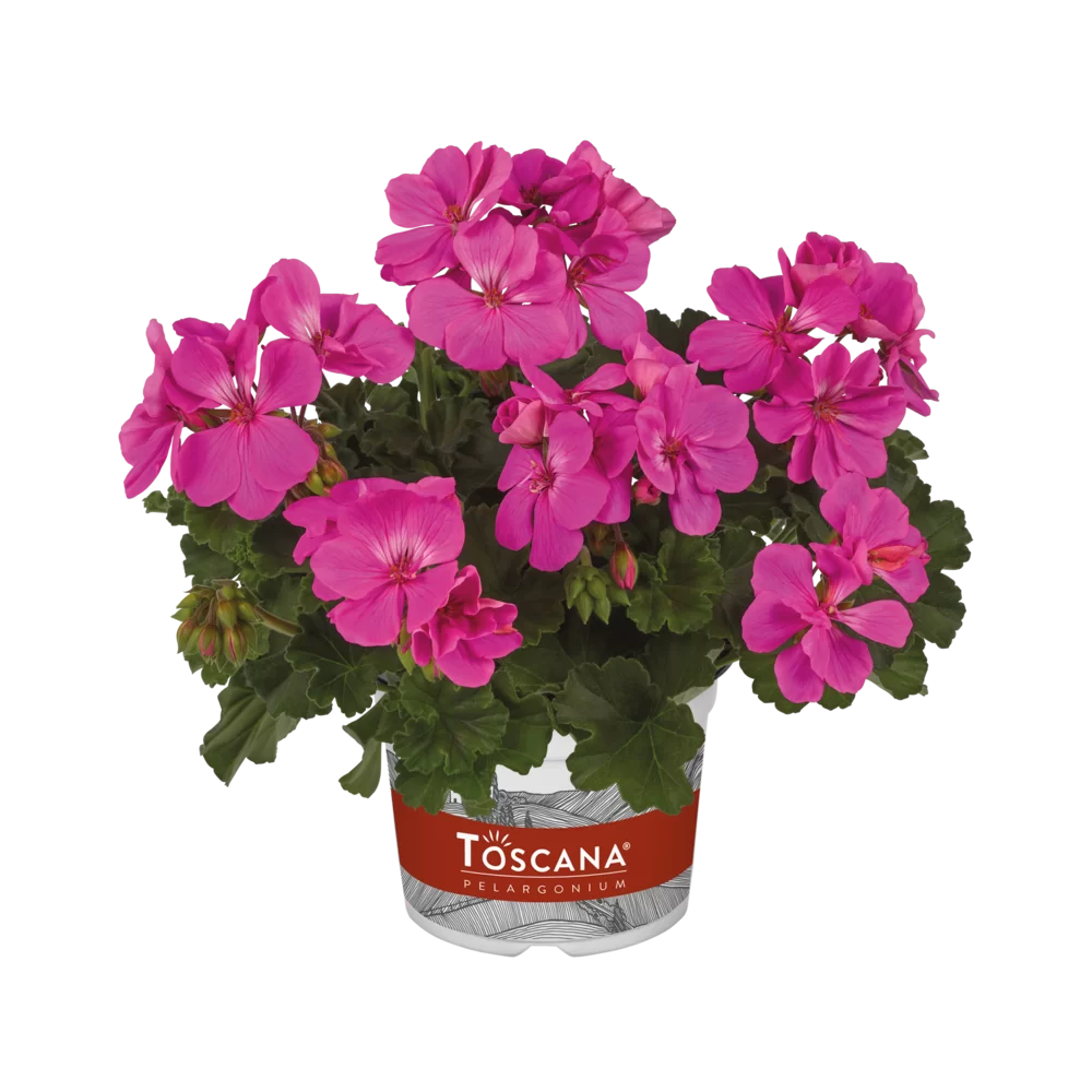 Pelargonium zonale Dolce Vita Evi Impr.