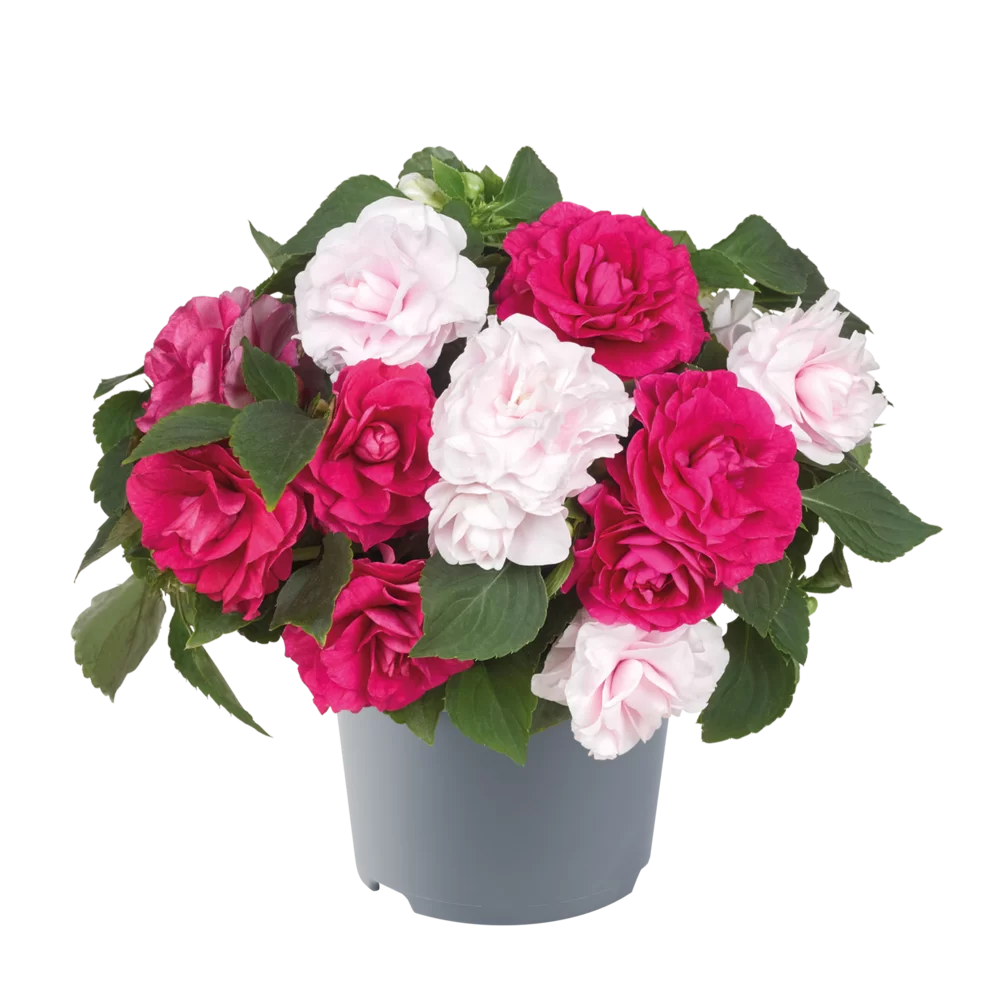 Impatiens walleriana Glimmer™ MixMasters® All that Glimmers