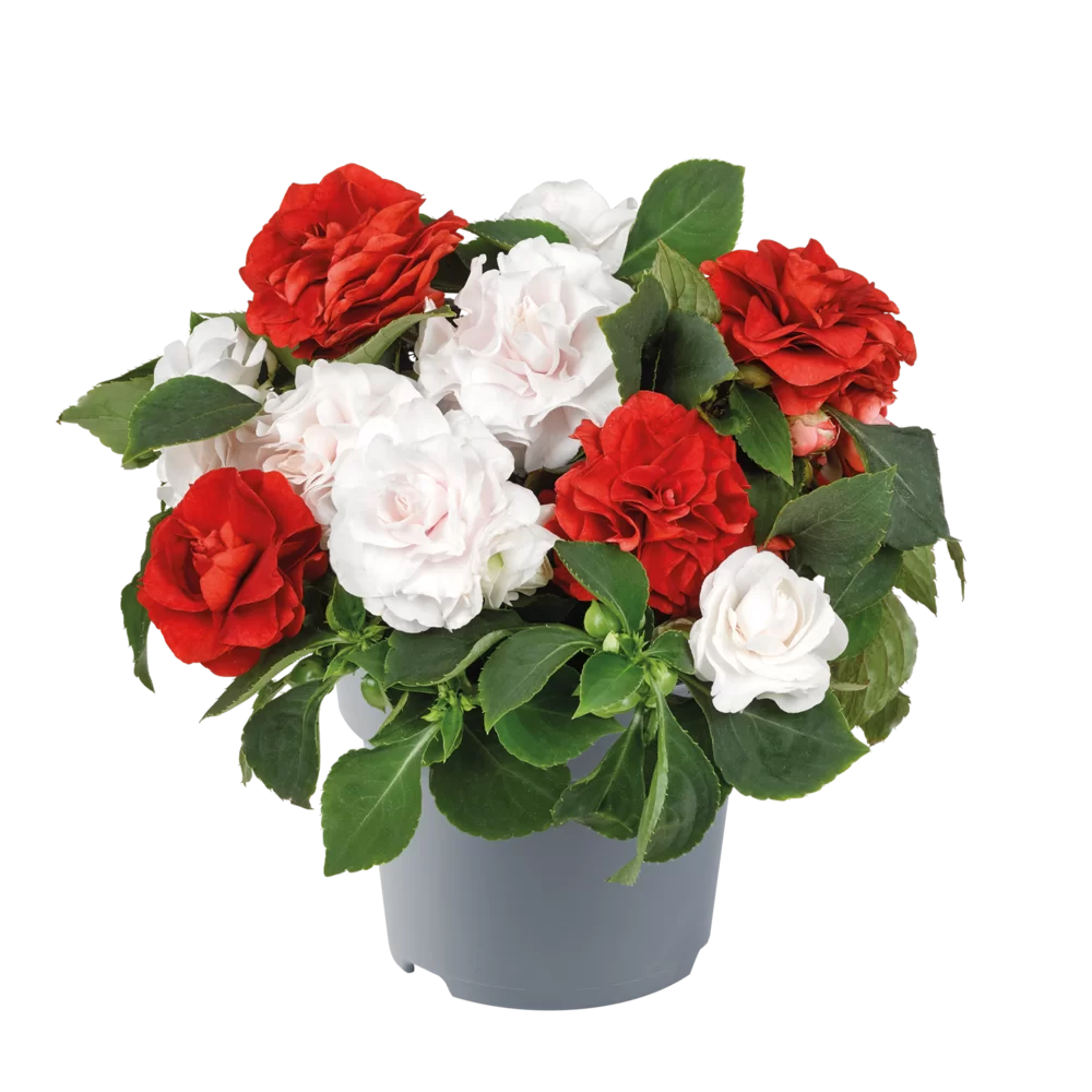 Impatiens walleriana Glimmer™ MixMasters® Glimmerazzi