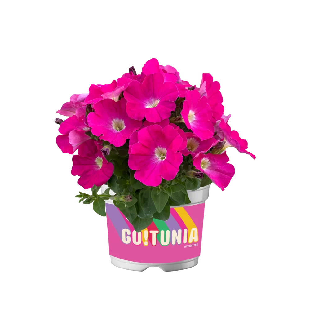 Petunia grandiflora GO!Tunia® Neon Pink
