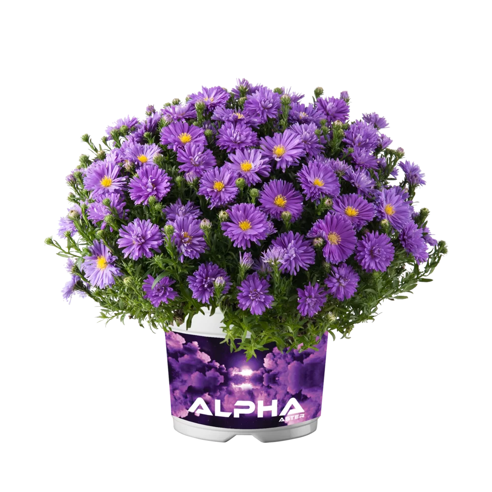 Aster dumosus - Alpha® - Dark Purple Launch