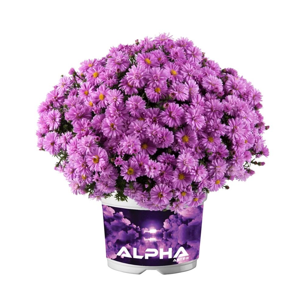 Aster dumosus Alpha® Pink