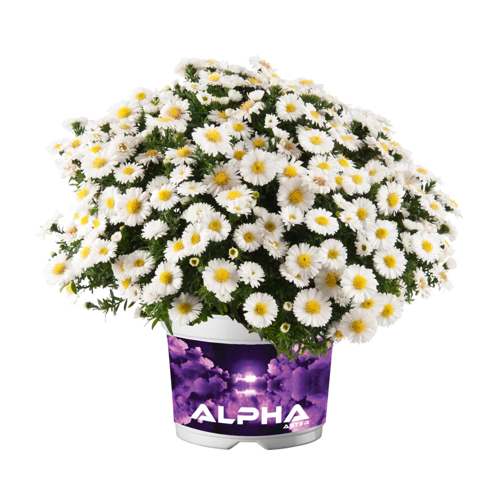 Aster dumosus Alpha® White