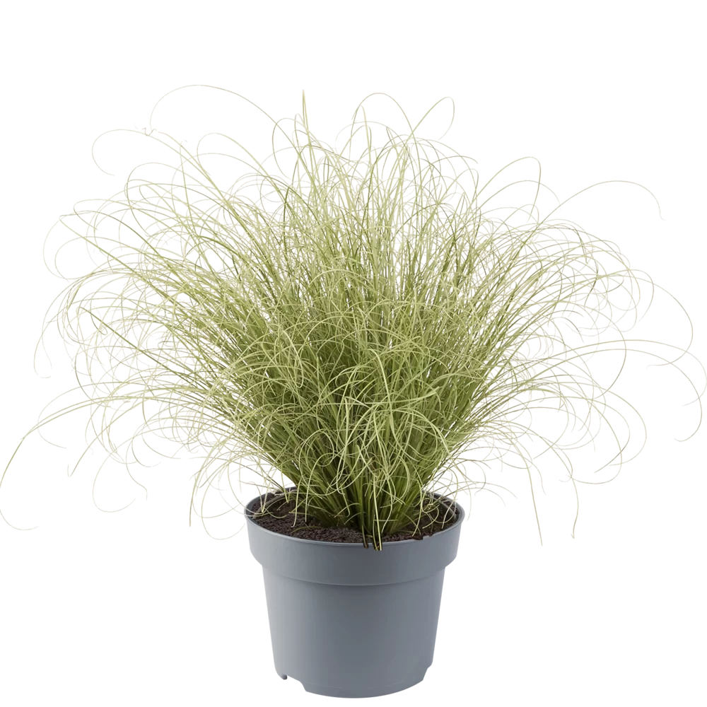 Carex albula | Florensis