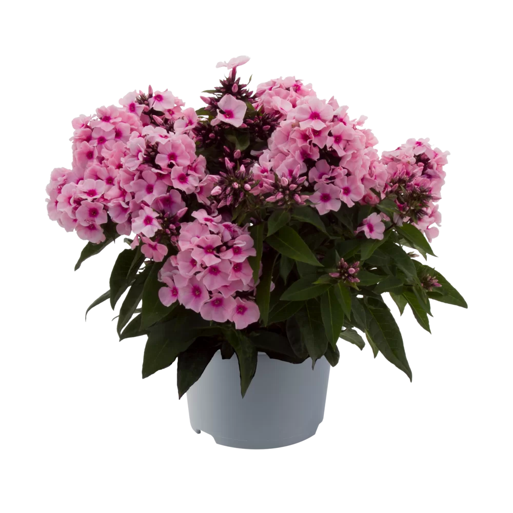 Phlox paniculata Famous Pink Eye