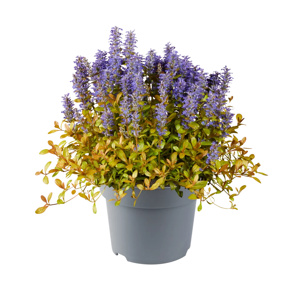 Ajuga reptans Feathered Friends® Fancy Finch