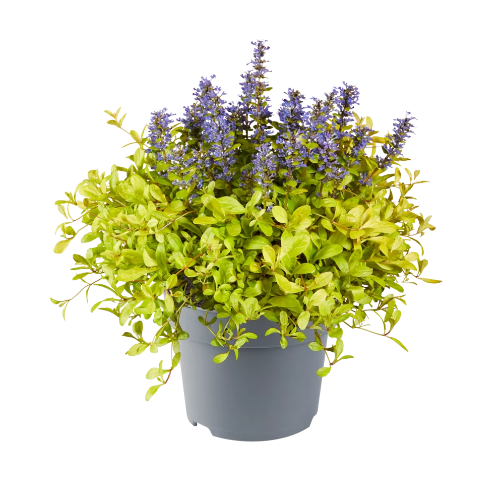 Ajuga reptans Feathered Friends® Cordial Canary