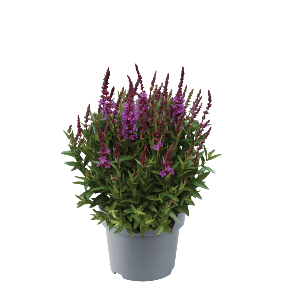 Lythrum salicaria Robin Robin