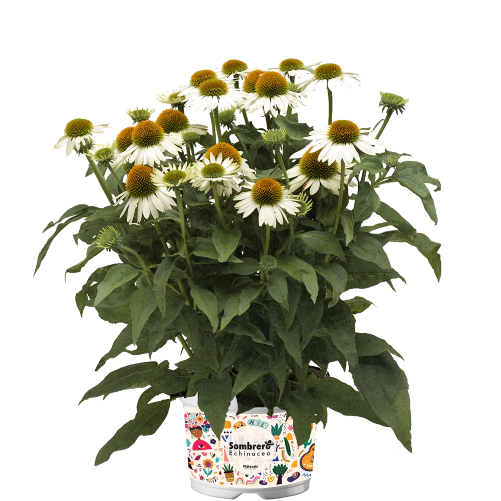 Echinacea purpurea - Sombrero® - Blanco
