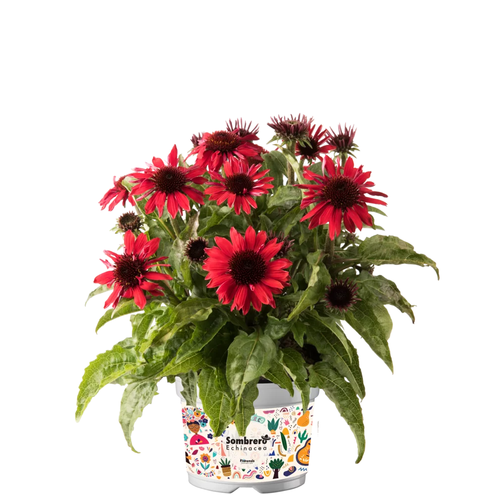 Echinacea purpurea - Sombrero® Compact - Red