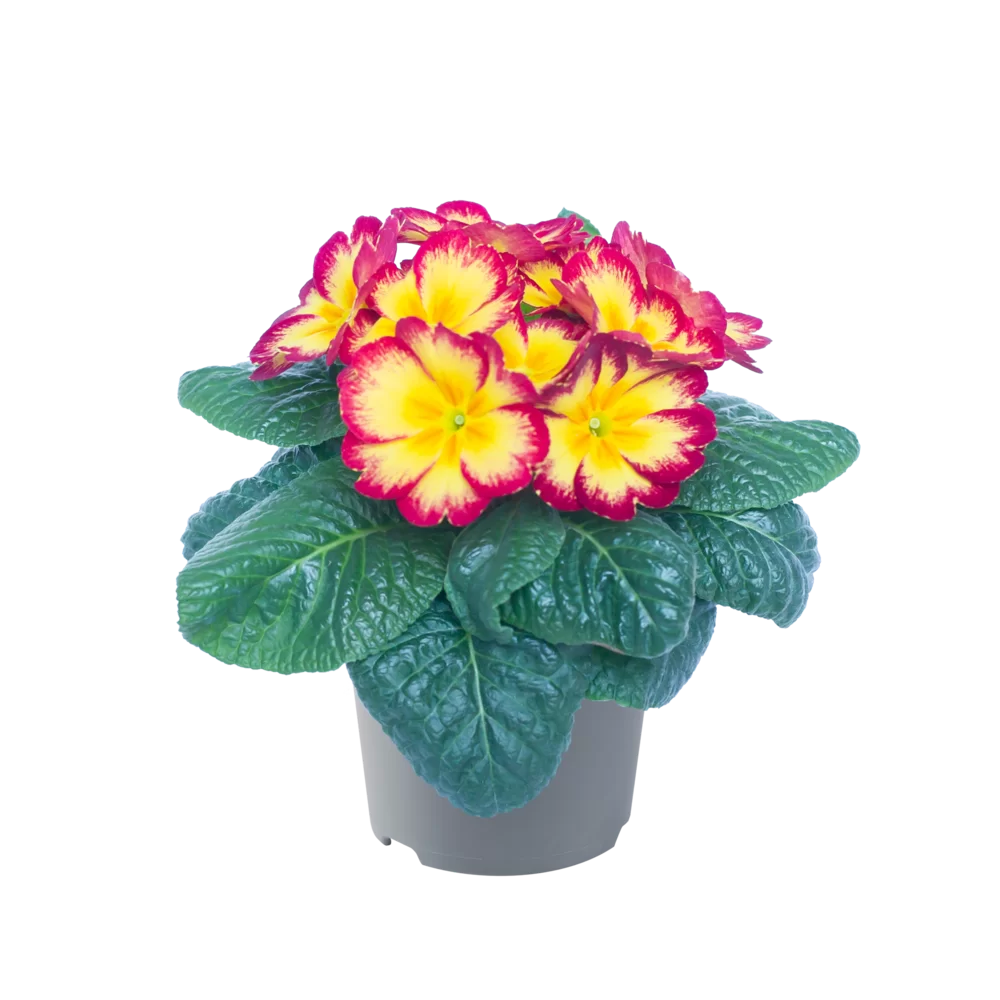 Primula vulgaris Salome® F1 Red-Yellow Flame Exp. 20150030A