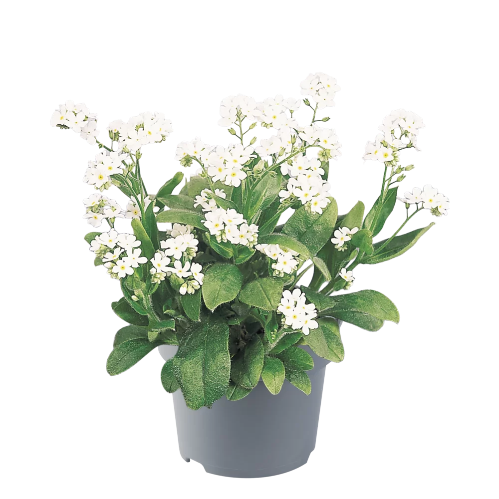 Myosotis sylvatica Sylva Snow