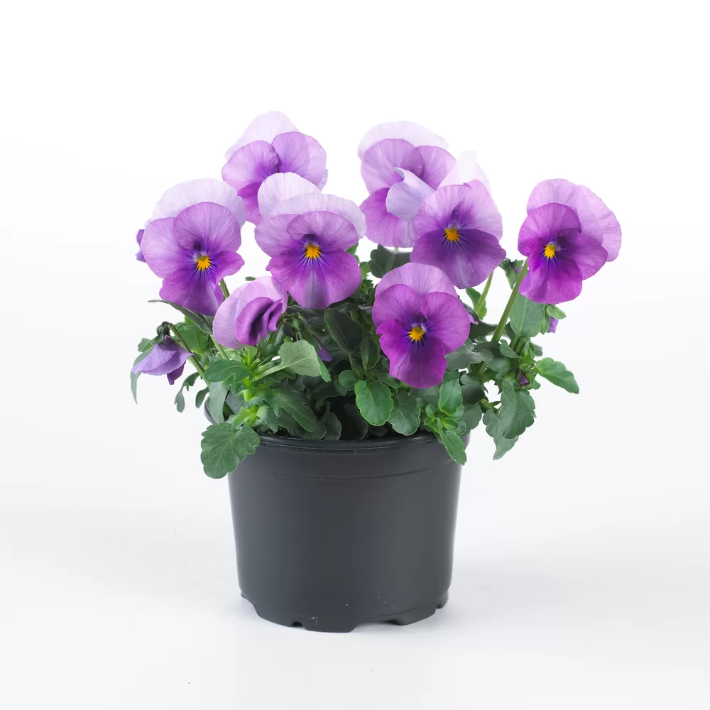 Viola cornuta EVO® Mini Orchid Rose Beacon/Sorbet XP