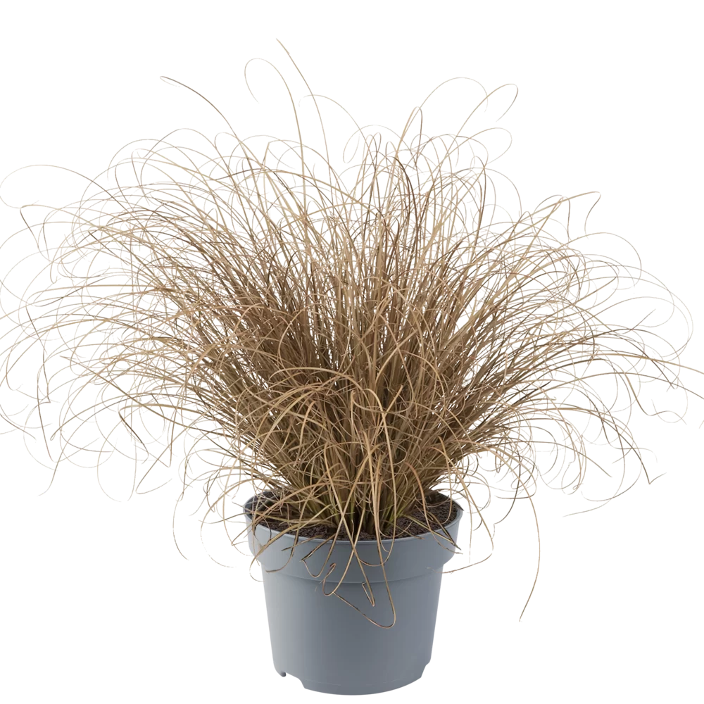 Carex comans Bronco™