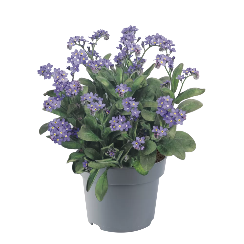 Myosotis sylvatica Sylva Blue