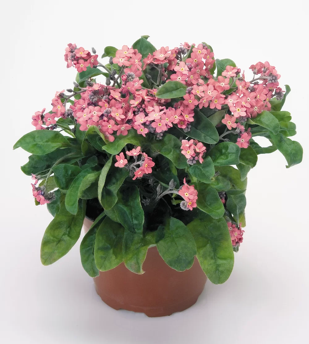 Myosotis sylvatica - Rosylva - Rose