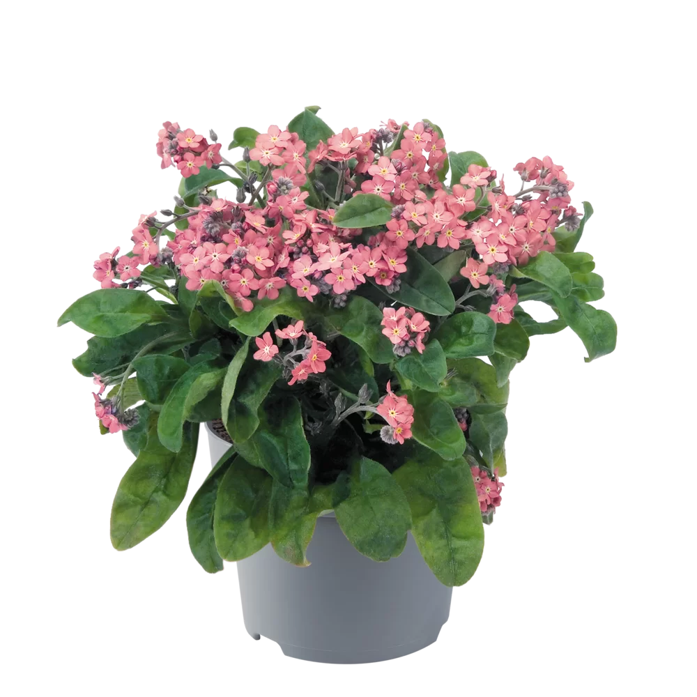 Myosotis sylvatica Sylva Rose