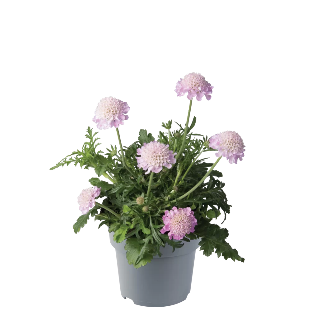 Scabiosa columbaria Pink Mist Pink Mist