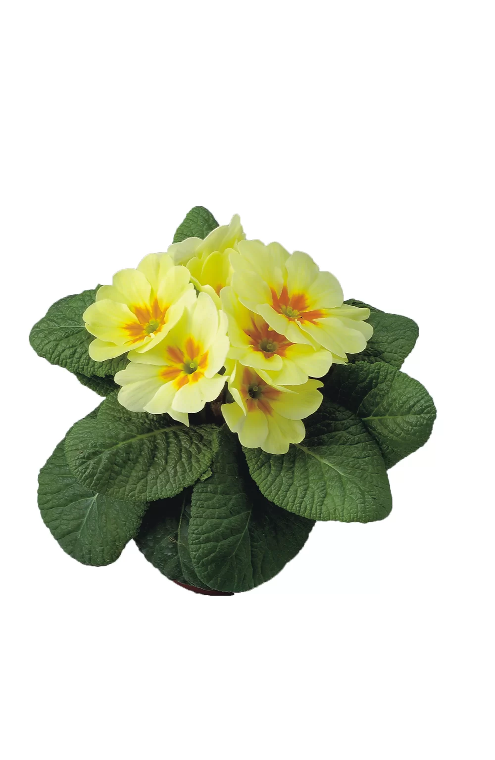 Primula vulgaris Finish/Eblo F1 Cream Orange Eye