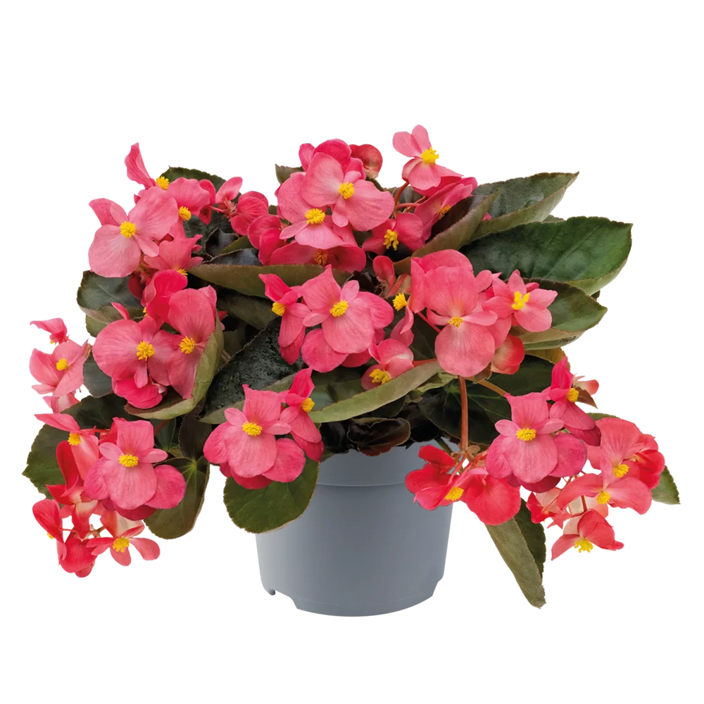 Begonia x hybrida BIG™ Rose Bronze Leaf