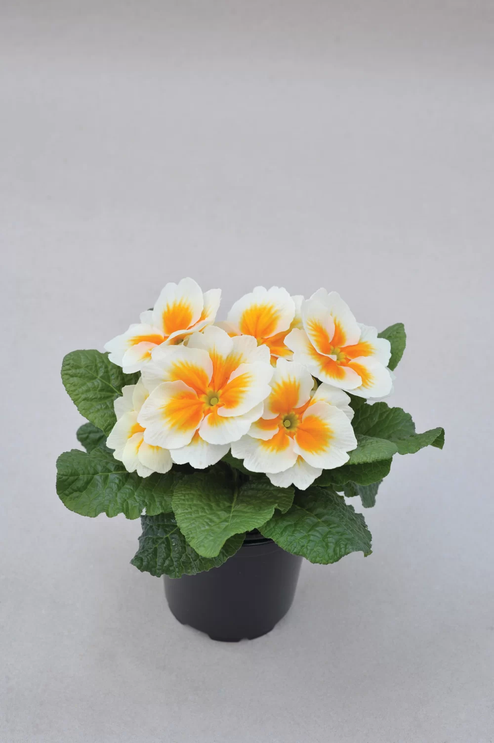Primula vulgaris Unistar F1 Buttercream