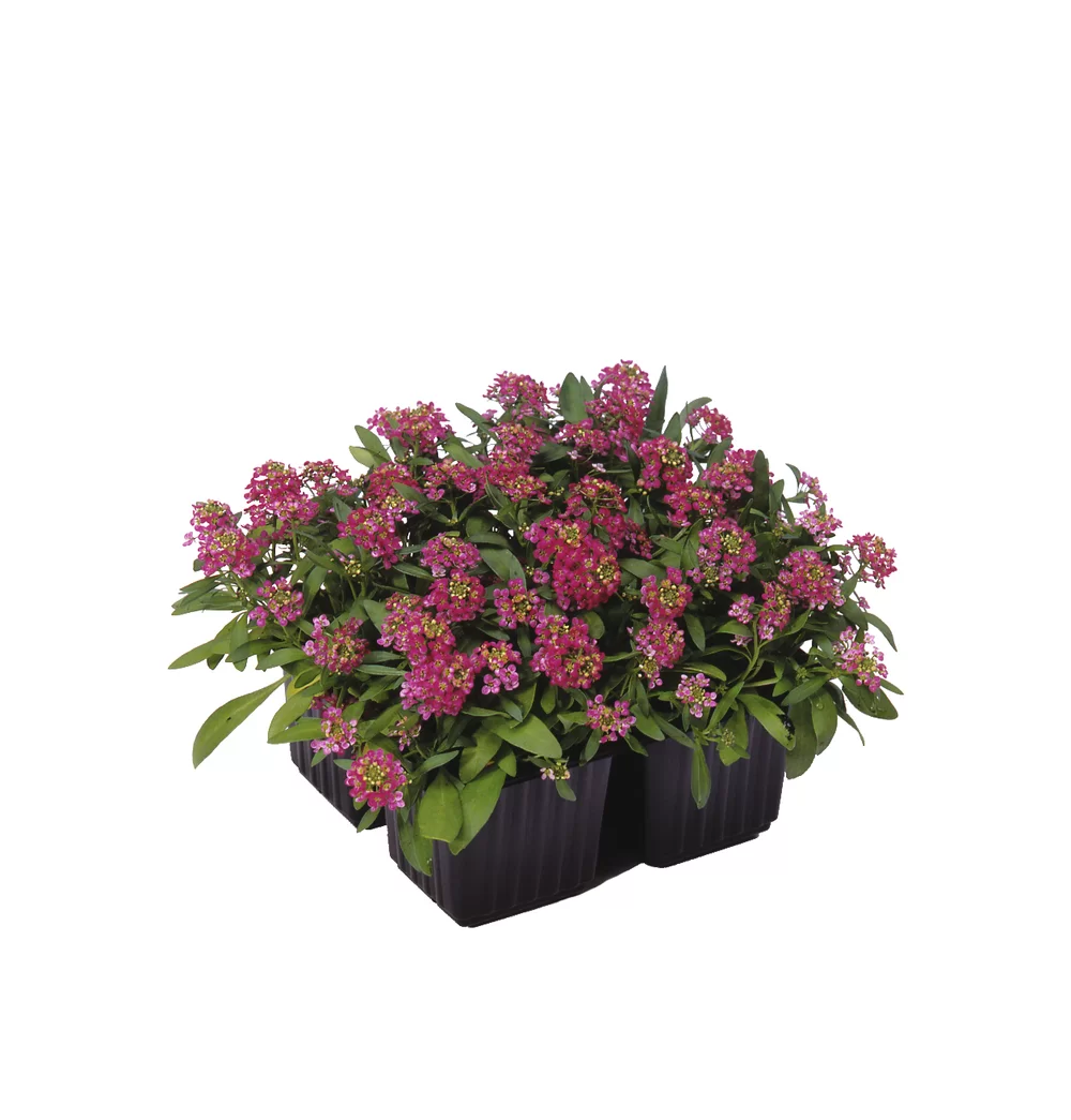 Lobularia maritima Easter Bonnet Deep Rose