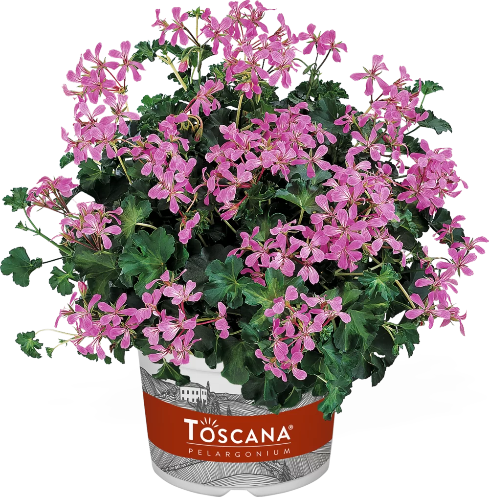 Pelargonium peltatum Decora Lilac