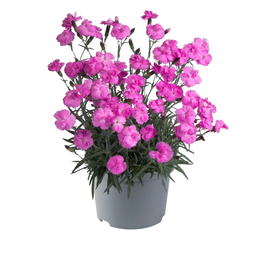 Dianthus caryophyllus Dinetta Pink