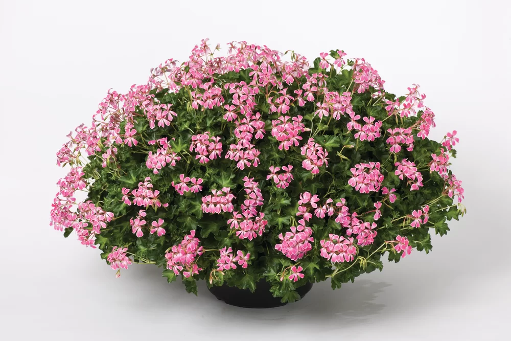 Pelargonium peltatum Decora Stellena