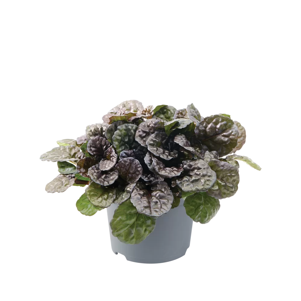 Ajuga reptans Black Scallop Black Scallop