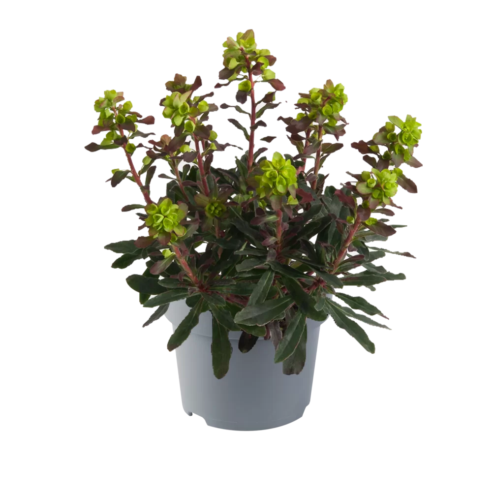 Euphorbia amygdaloides Purpurea Purpurea