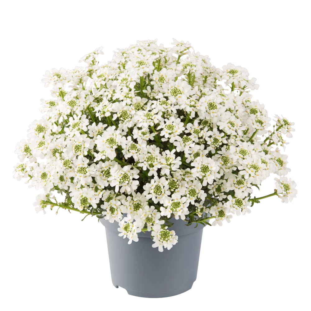 Iberis sempervirens Whiteout