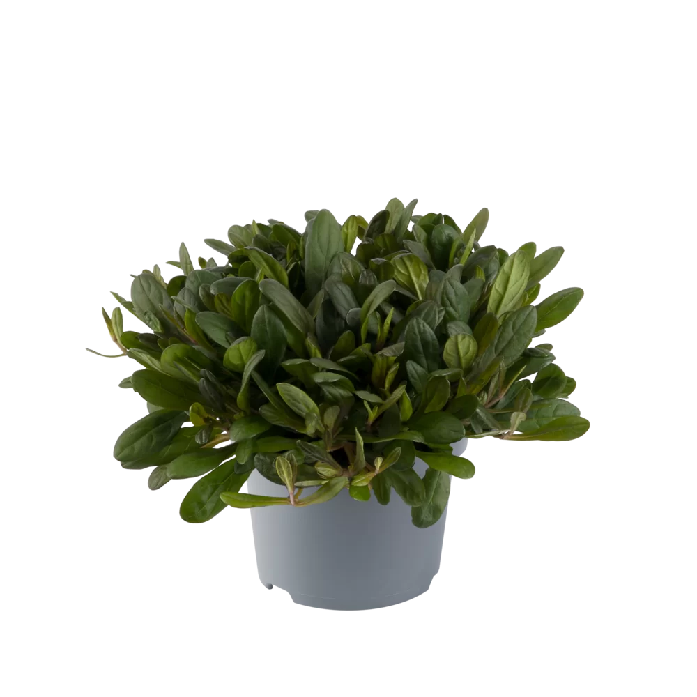 Ajuga reptans - Chocolate Chips -  