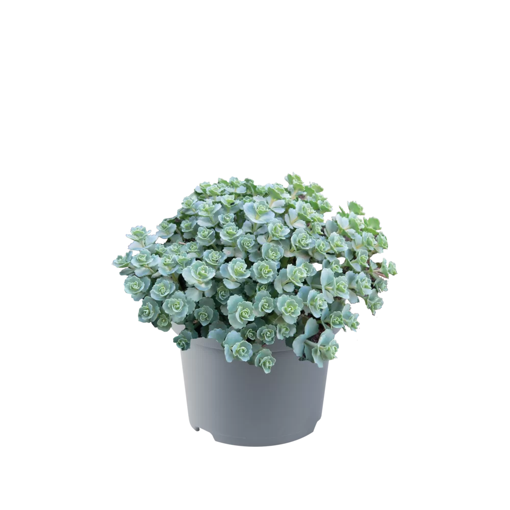Sedum sieboldii Bright Pink