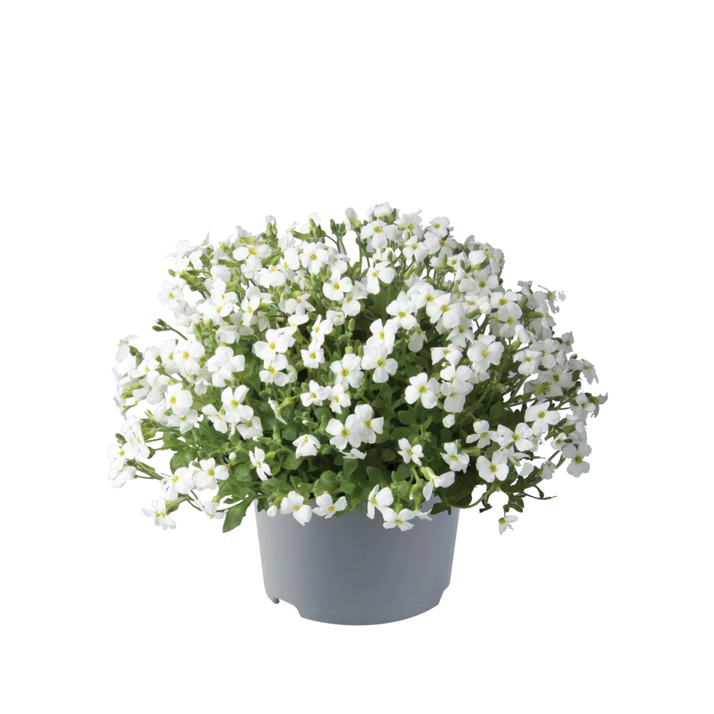 Aubrieta gracilis - Regado - White