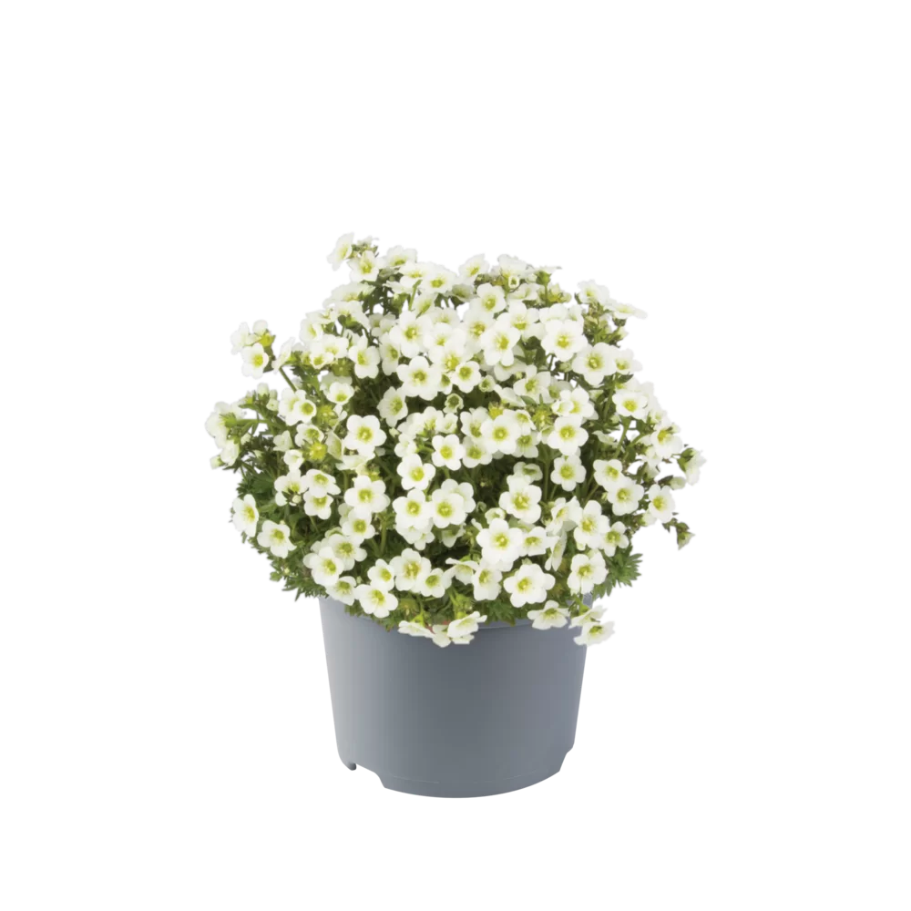 Saxifraga x arendsii Marto White